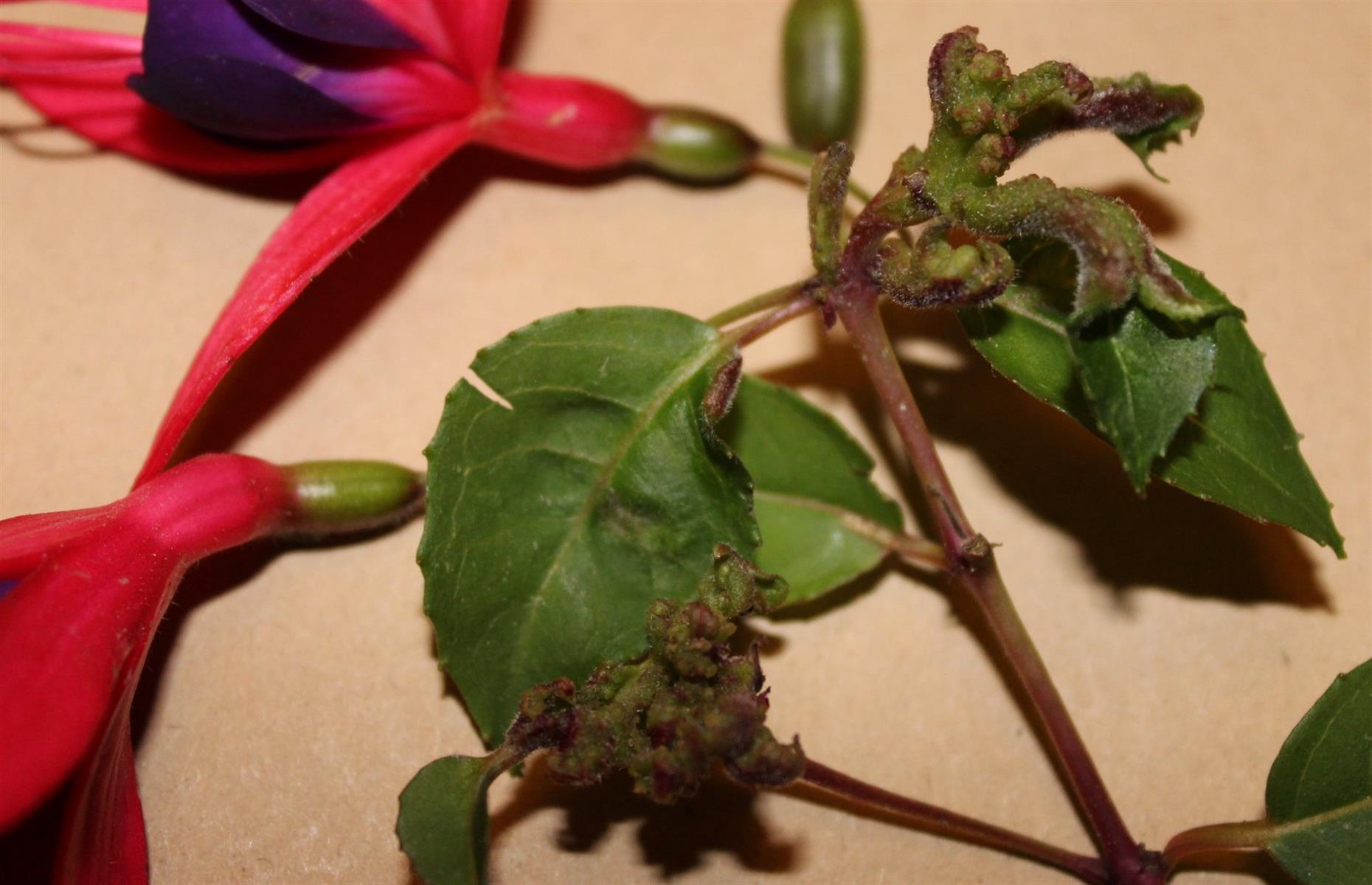 Garden pest: fuchsia gall mite